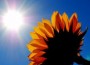 sunshine